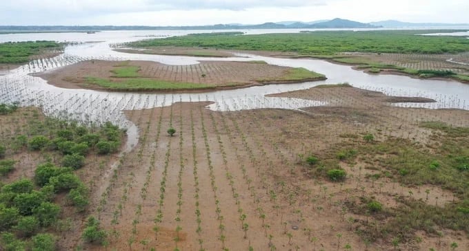 Digital transformation helps enhance forest management capabilities. Photo: Tung Dinh.