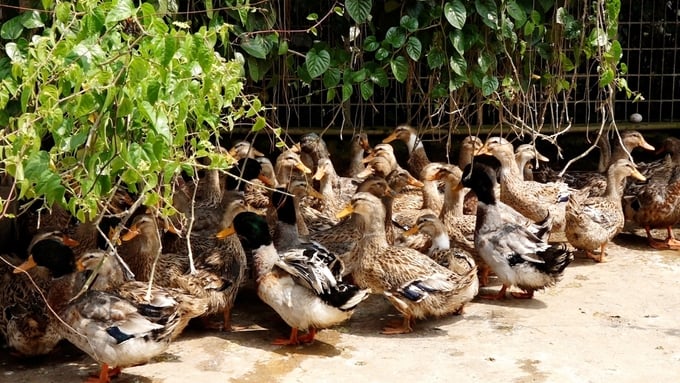 Mặc dù chưa có một con số cụ thể, nhưng các nghiên cứu đều chung một nhận định rằng, bệnh Tembusu gây thiệt hại không nhỏ về kinh tế do có tỷ lệ ốm 90 - 100% và tỷ lệ chết từ 5 - 30%. Ảnh: Hồng Thắm.