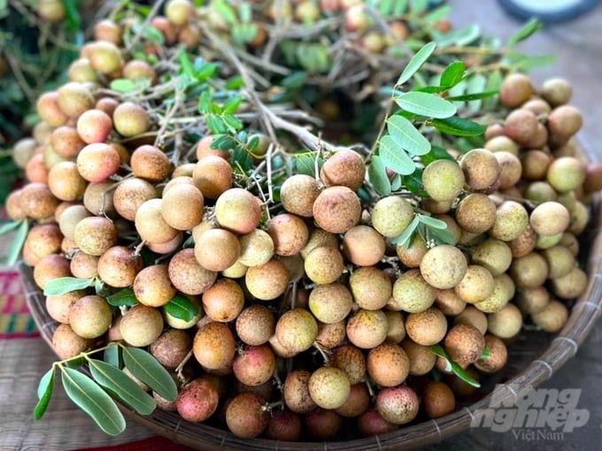gia-nhan-xuong-com-vang-tang-cao-nong-dan-duoc-mua-trai-ngot-085709_154-085709.jpg Nhãn xuồng cơm vàng được trồng tập trung tại phường Vĩnh Phước, xã Vĩnh Tân, Lai Hòa của thị xã Vĩnh Châu. Ảnh: Ngọc Thơ.