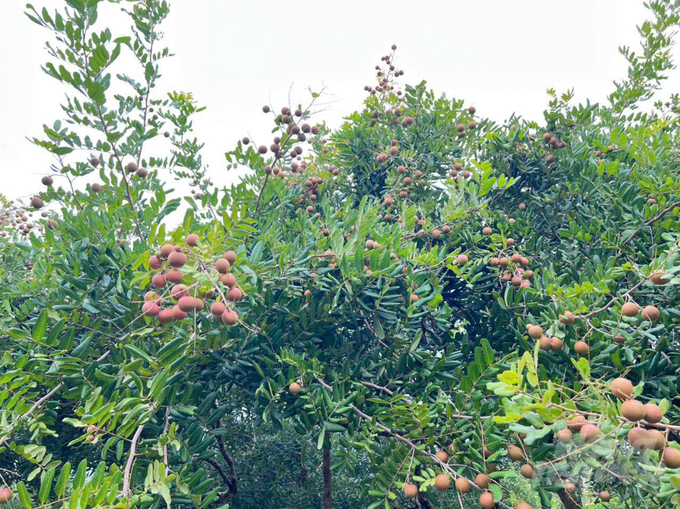gia-nhan-xuong-com-vang-tang-cao-nong-dan-duoc-mua-trai-ngot-085955_987-085955.jpg Hiện nay, bà con nông dân bắt đầu tiếp cận canh tác nhãn theo hướng hữu cơ, cho năng suất và chất lượng cao, đảm bảo tiêu chuẩn để chinh phục các thị trường ngoài nước. Ảnh: Ngọc Thơ.