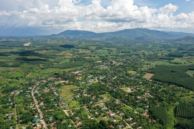 The general rule of the EUDR is that only products that are not causing deforestation and are legal are permitted for export to the EU. Photo: Tung Dinh.