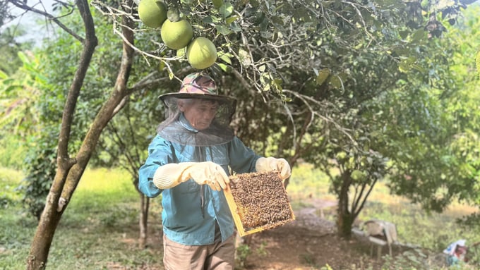 People in Dong Loc town (Can Loc district) have taken advantage of the hills and orchards to combine honey bee farming, significantly increasing their income. Photo: Anh Nguyet.