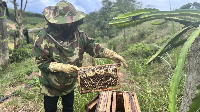 Raising bees in forest hills and orchards helps bee colonies grow and develop well, with few diseases and high honey yield. Photo: Anh Nguyet.