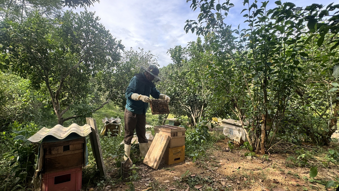 In order for the bees to grow well, the orchard must not use toxic pesticides, so the environment must always be clean. Photo: Anh Nguyet.