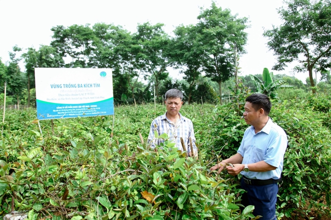 z5612331360352_a67380dc2c1efa70032cb0474e3cff1a-100645_467.jpg Ông Bùi Văn Sỹ giới thiệu về cây dược liệu ba kích tím tại vườn ươm của gia đình. Ảnh: Anh Tuấn.