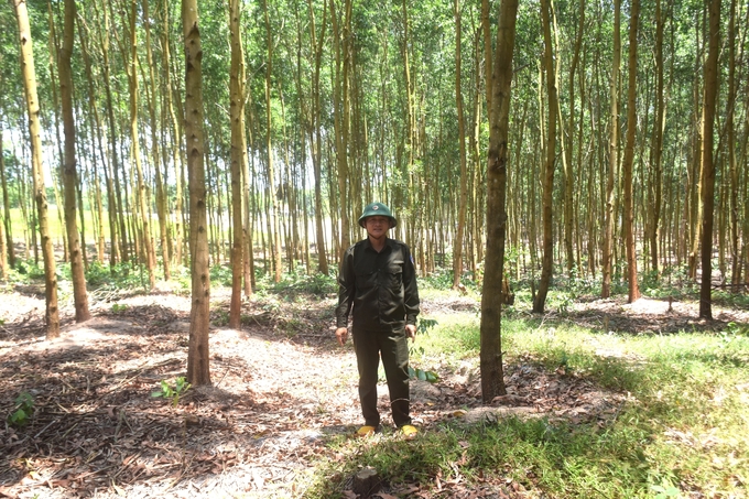 2-095841_9.jpg Về lâu dài, Bình Định cần phát triển rừng theo hướng bền vững để đảm bảo gỗ nguyên liệu có nguồn gốc rõ ràng. Ảnh: V.Đ.T.