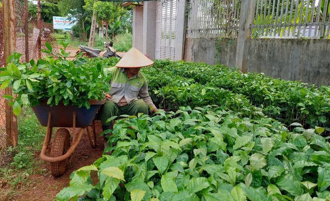 z5619949679771_1fd00a69a7b4ab66c48a42c6153248e5-152508_416.jpg Người dân tại TP Buôn Ma Thuột mua giống cà phê về tái canh. Ảnh: Quang Yên.