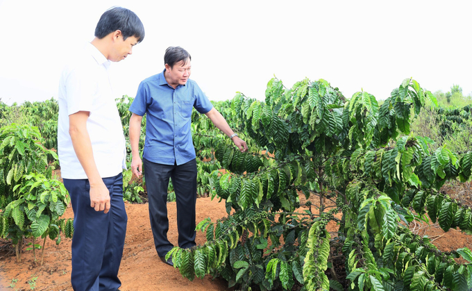 z5619955874002_fd85f0edb719fe75290593f17636a6ae-152555_28.jpg Trong giai đoạn 2021 - 2023, Đắk Lắk thực hiện tái canh 10.755ha cà phê, bình quân mỗi năm đạt 3.585ha. Ảnh: Quang Yên.