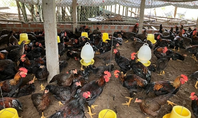Tỉnh Khánh Hòa sẽ cho ngưng hoạt động các cơ sở chăn nuôi tại khu vực không được phép chăn nuôi trên địa bàn tỉnh. Ảnh: KS.