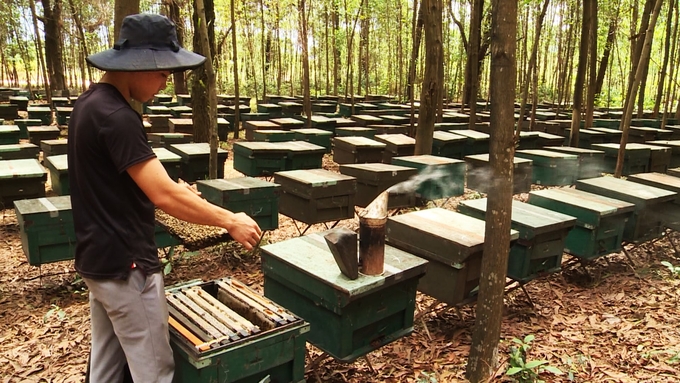This year, the weather is favorable, so bees raised in the acacia forest in Ha Tinh have produced good honey yields and stable prices. Photo: Nguyen Hoan.