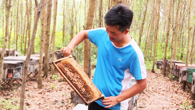 Although it is difficult, nomadic beekeeping gives a fairly high and stable income. Photo: Nguyen Hoan.