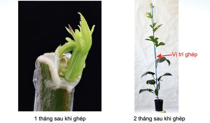 ky-thuat-vi-ghep-in-vivo-chanh-day-de-loai-bo-virus-181853_253.jpeg