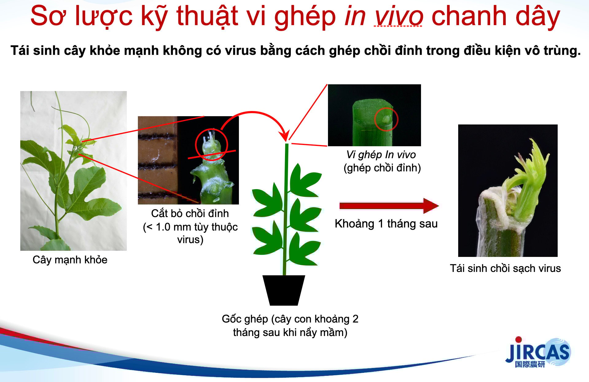 ky-thuat-vi-ghep-in-vivo-chanh-day-de-loai-bo-virus-o-nhat-ban-104517_629.jpg