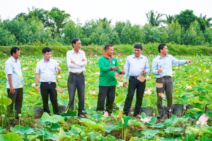 lap-quy-trinh-phong-tri-benh-thoi-ngo-cho-cay-sen-dong-thap-121157_407-121158.jpg Sở NN-PTNT Đồng Tháp kiểm tra sen. Ảnh: Kim Anh.