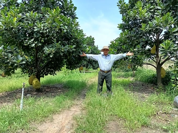 296918189_1243203049813162_6012132081067600007_n-121130_282.jpg Vườn mít ruột đỏ của anh Nguyễn Viết Vị trên đất biên giới Bù Đốp. Ảnh: Trần Trung.