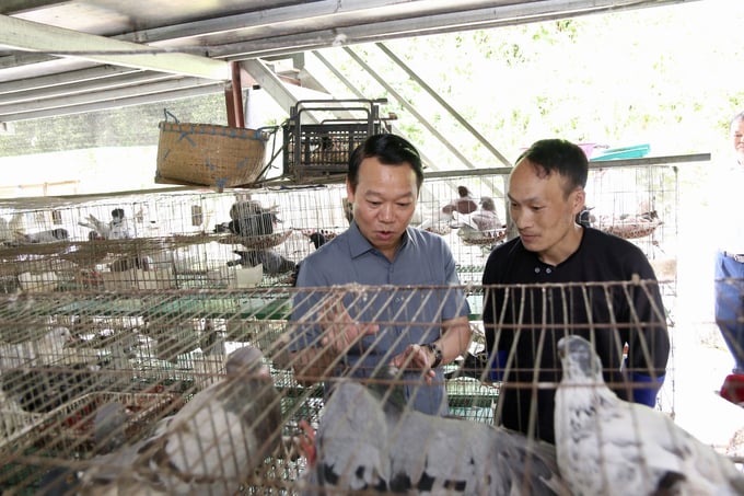 a-1-173939_510.jpg Mô hình nuôi chim bồ câu lai mang lại doanh thu mỗi tháng 20 triệu đồng cho anh Sùng. Ảnh: Thanh Tiến.
