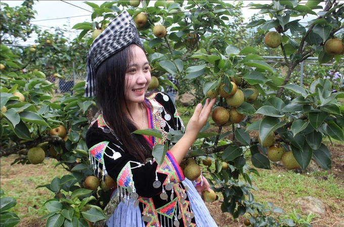 Ngoài gia tăng được giá năng suất, chất lượng, giá trị từ quả lê, nông dân trong mô hình còn có thêm thu nhập nhờ việc thu hút được đông đảo du khách đến tham quan. Ảnh: Lưu Hòa.