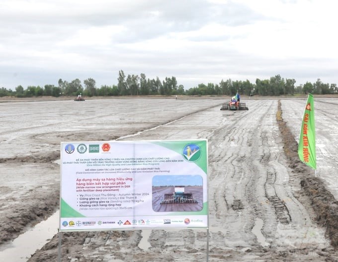 Kien Giang province has selected 12 districts and cities to participate in the 1 million hectares of high-quality rice project, with an area of 200,000 hectares by 2030. Photo: Trung Chanh.