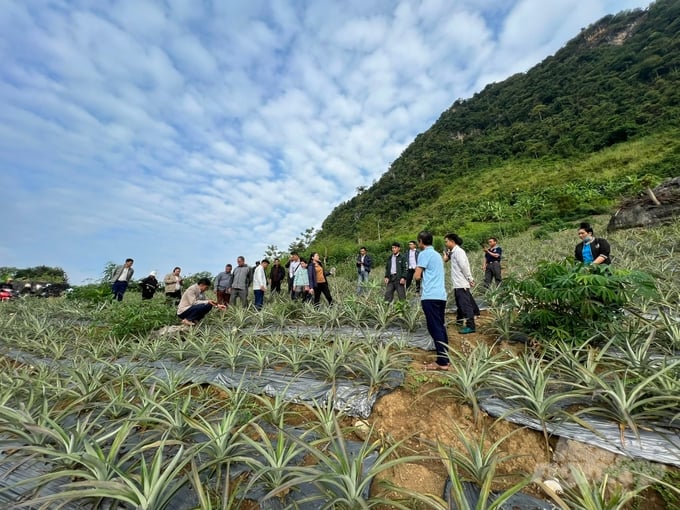 Queen pineapple planting model in Muong Muon and Muong Cha communes (Dien Bien). Photo: Hai Tien.