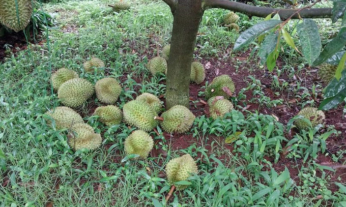 s1-110721_175.jpg Vườn sầu riêng của gia đình anh Y Win bị kẻ gian phá hại. Ảnh: Quang Yên.