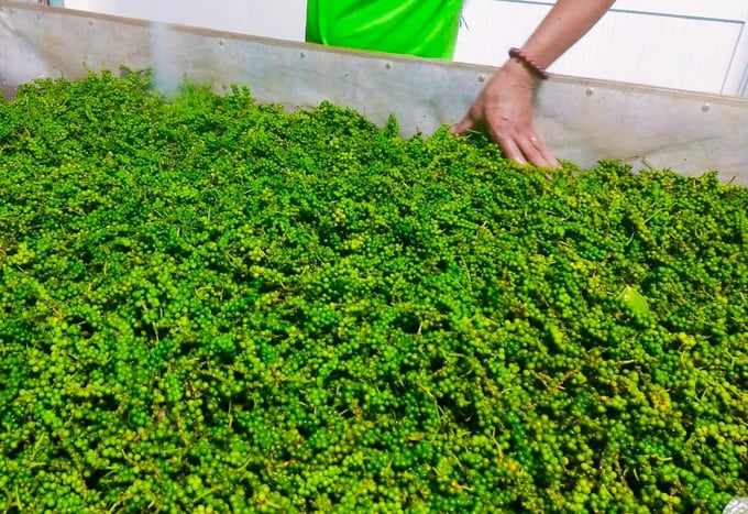 Newly harvested pepper. Photo: Son Trang.