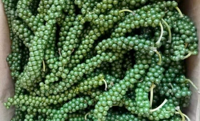Pepper prices have reached their highest level in the past 8 years. Photo: Son Trang.