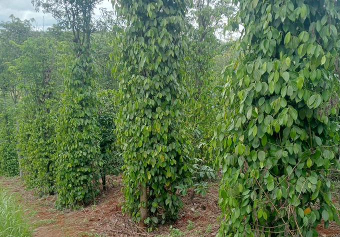 Even though prices are high, pepper growing area is still difficult to increase again. Photo: Son Trang.