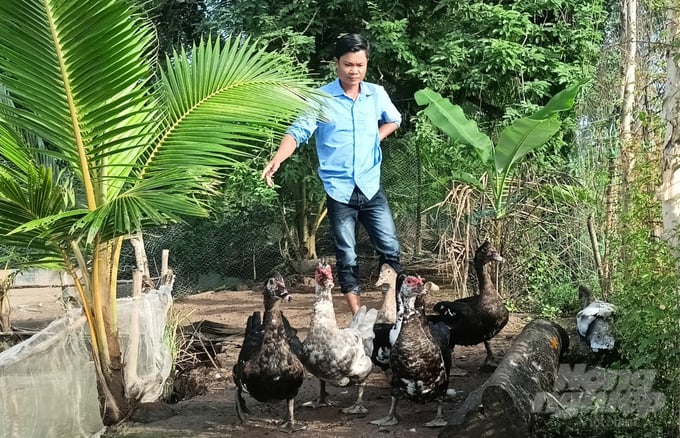 z5644672788092_488df0316536b167efea9a0e359e13f3-120348_457-120348.jpg Anh Giao nuôi vịt xiêm từ cây, rau ngoài vườn, mô hình này chủ yếu lấy công làm lời. Ảnh: Trọng Linh.