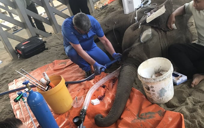 Experts extracting Gold the elephant's tusks. Photo: Quang Yen.