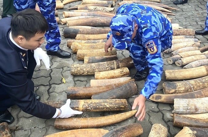 Lực lượng chức năng đã thu giữ 615kg ngà voi được trà trộn với sừng bò châu Phi và nhập lậu vào Việt Nam. Ảnh: ENV.