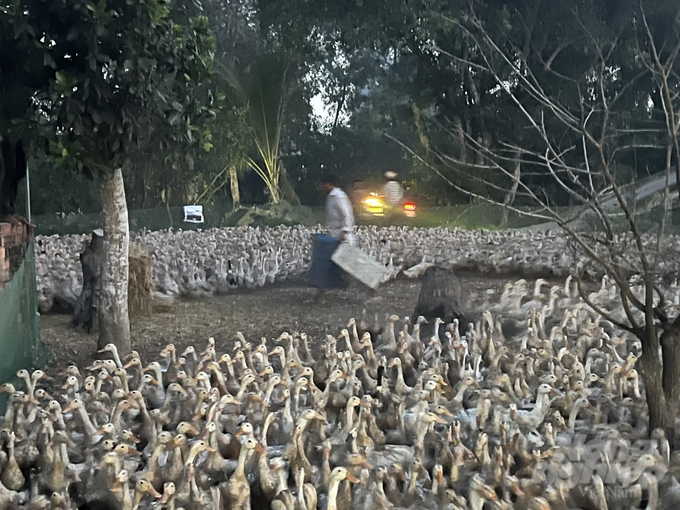 z5648160641976_63ad1b46d736b4d1f4fcc659b5b1cd94-133110_534-133111.jpg Người nuôi vịt cho ăn chạy đồng và kết hợp với thức ăn công nghiệp. Ảnh: Trọng Linh.