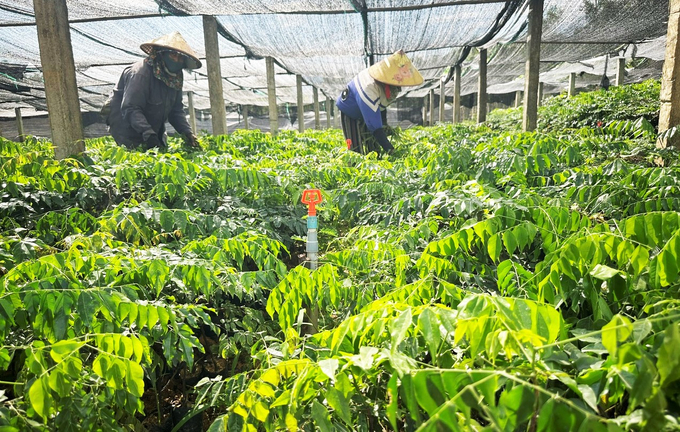 lom2-110729_575.jpg Giống cây bản địa được chuẩn bị để cung ứng cho người dân trồng làm giàu rừng. Ảnh: Thanh Nga.