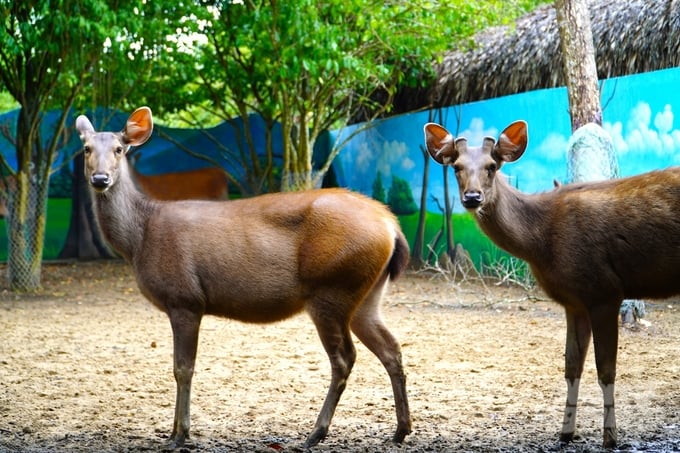 kham-pha-vuon-thu-eco-safari-hap-dan-trong-nhung-ngay-he-122924_964-122926.jpg Mỗi loài có những đặc tính, tập quán sinh sống khác nhau, do đó vườn thú cũng phải quy hoạch, xây dựng chuồng trại, ứng dụng quy trình, kỹ thuật nuôi phù hợp. Ảnh: Kim Anh.