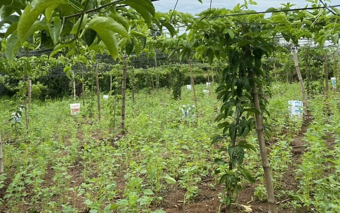 New passion fruit garden on trellis. Photo: Hai Tien.