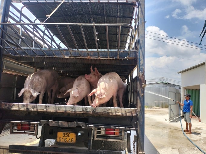 be7af6a4e58840d61999-141052_60.jpg Heo của trại ông Nghĩa đang xuất chuồng. Ảnh: Minh Đảm.
