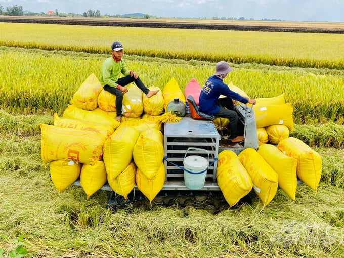 gao-165324_280-165324.jpg Thu hoạch lúa gạo xuất khẩu ở ĐBSCL. Ảnh: Lê Hoàng Vũ.