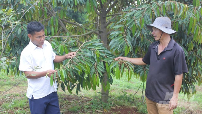 Mr Pham Van Tien is thrilled with his lush durian orchard, thanks to the organic earthworm manure from Mr Hau. Photo: Tran Trung.