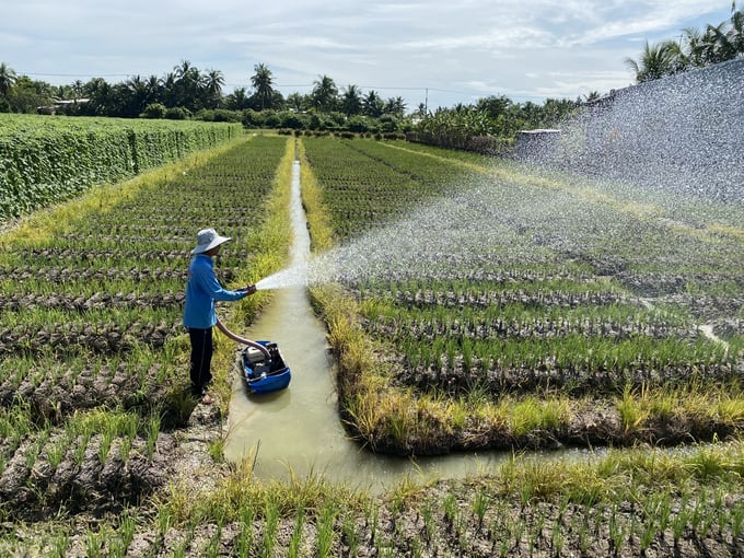 Labor productivity in the agricultural sector remains low compared to industry and services, and compared to other countries in the region. Photo: Le Hoang Vu.