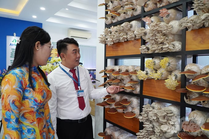 Mushroom growing model at Ho Chi Minh City High-Tech Agricultural Park. Photo: Nguyen Thuy.