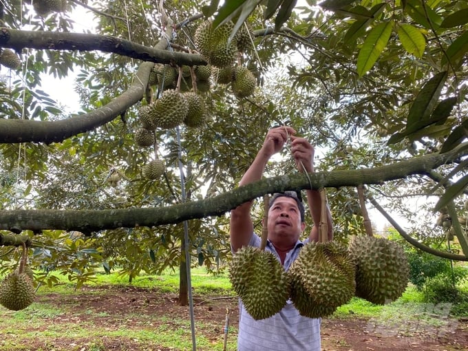 Durians ready for harvest. Photo: Hai Tien.