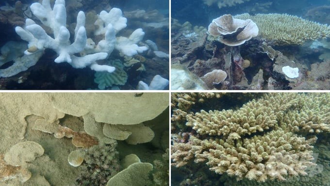 Coral in Con Dao continues to be bleached, dead, and covered with algae, settling in many sites. Photo: Nguyen Van Vung.