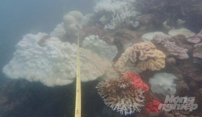 The assessment of coral bleaching due to the effects of climate change was carried out at eight sites in the Con Dao area. Photo: Nguyen Van Vung.