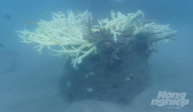 Coral planted and restored on concrete tank substrates in 2018–2019 was also bleached and died at Bay Canh Island. Photo: Nguyen Van Vung.