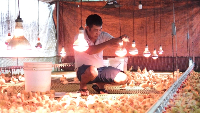 z5666257776466_da3b621ea12ae55f4d98825cd9f9d230-110539_552-110540.jpg Nhiệt độ trong chuồng luôn được đảm bảo từ 20 - 22 độ C. Ảnh: Trần Trung.