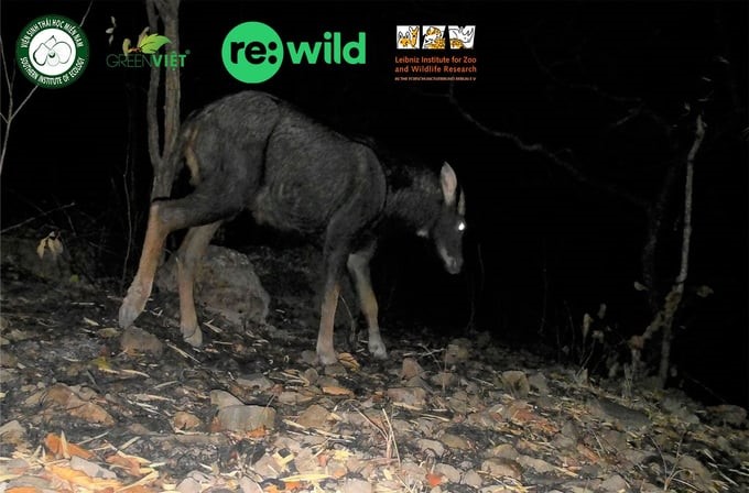 Capricornis sumatraensis serow. Photo: SIE.