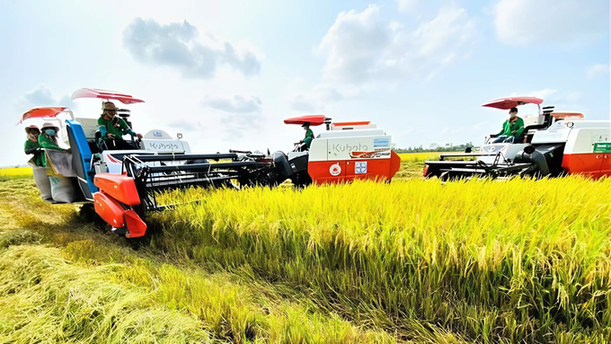 gia-lua-gao-hom-nay-210437_954.jpeg Cập nhật giá cả lúa gạo mới nhất hôm nay 15/8/2024