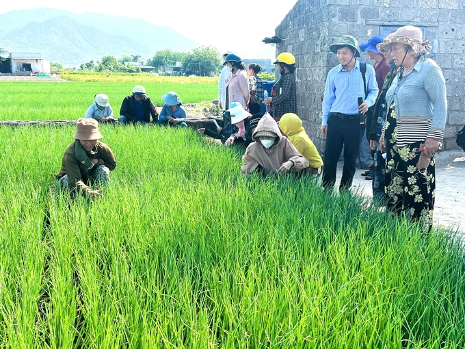 Thông qua mô hình, nông dân được tiếp cận với tư duy sản xuất mới thích ứng với biến đổi khí hậu. Ảnh: Nguyễn Cơ.