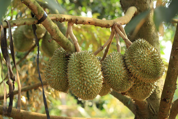 nhung-luu-y-trong-canh-tac-sau-rieng-o-tay-nguyen-voi-bien-doi-khi-hau-120132_336.jpg Nhà nông cần chú ý chăm sóc vườn sầu riêng trong bối cảnh biến đổi khí hậu để luôn có năng suất cao, chất lượng tốt. Ảnh: Tuấn Nam.