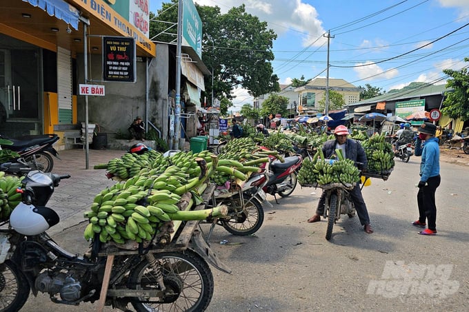 3-225119_578-225119.jpg Với giá mua xô từ 8-8,5 nghìn đồng/kg, người trồng chuối lãi khoảng 150 triệu đồng/ha/năm. Ảnh: Võ Dũng.
