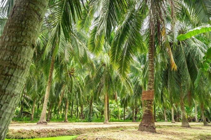 Ben Tre's coconut plantations have the potential to sequester between 1.9 to 5.8 million tons of CO2, not including the trees under the coconut canopy. Photo: Minh Dam.